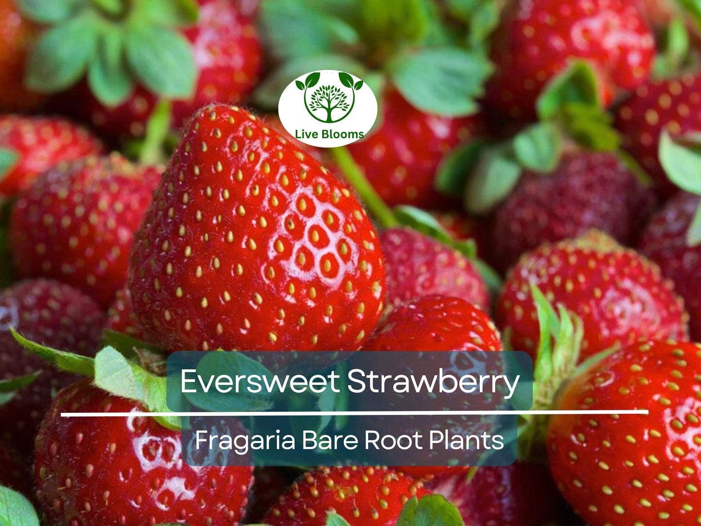 10 Eversweet Strawberry Plants – Bare Root, Everbearing, Heat Tolerant, Large Sweet Berries