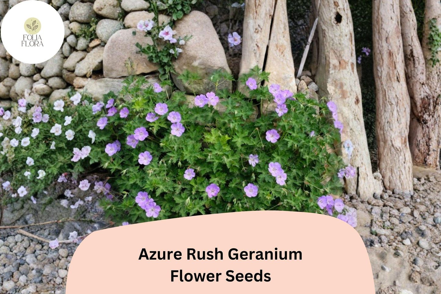 25+ Azure Rush Geranium Seeds - Hardy Perennial with Blue-Purple Blooms for Gardens & Containers