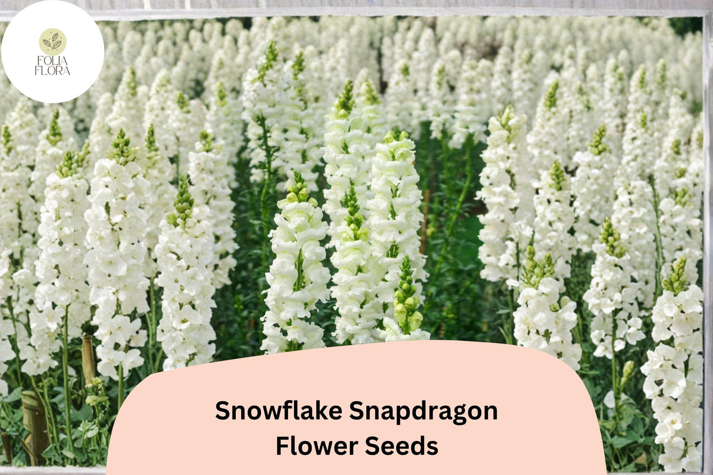 1000+ Snowflake Snapdragon Seeds | Pure White Antirrhinum majus for Garden Beds, Borders & Pots