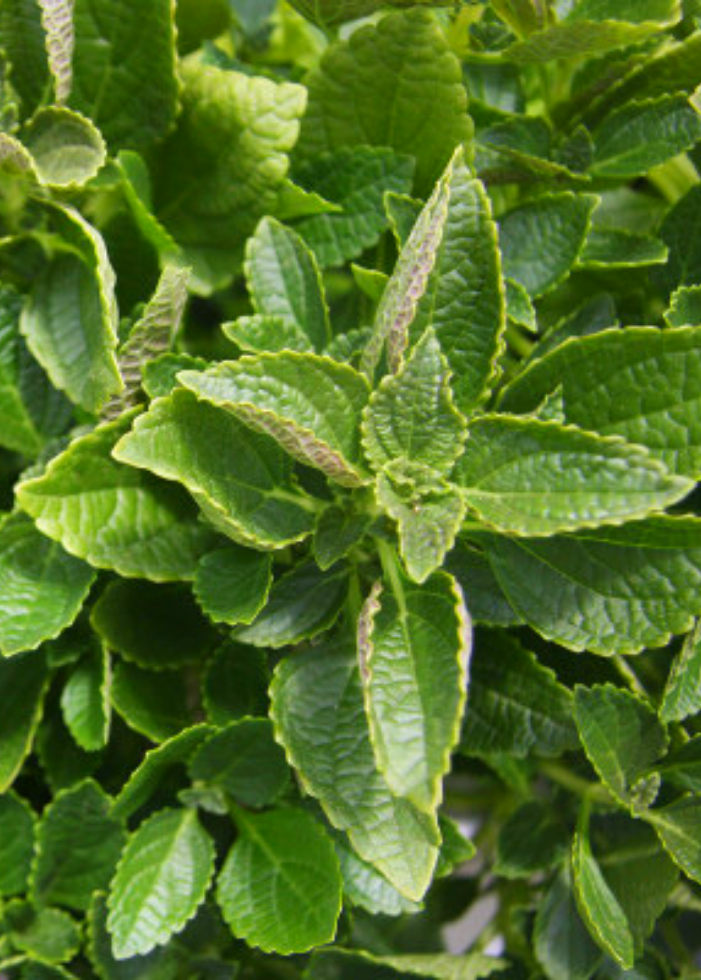 African Potato Mint Herb Plant, Plectranthus esculentus, Edible Tubers & Fragrant Leaves, Compact Bushy Perennial