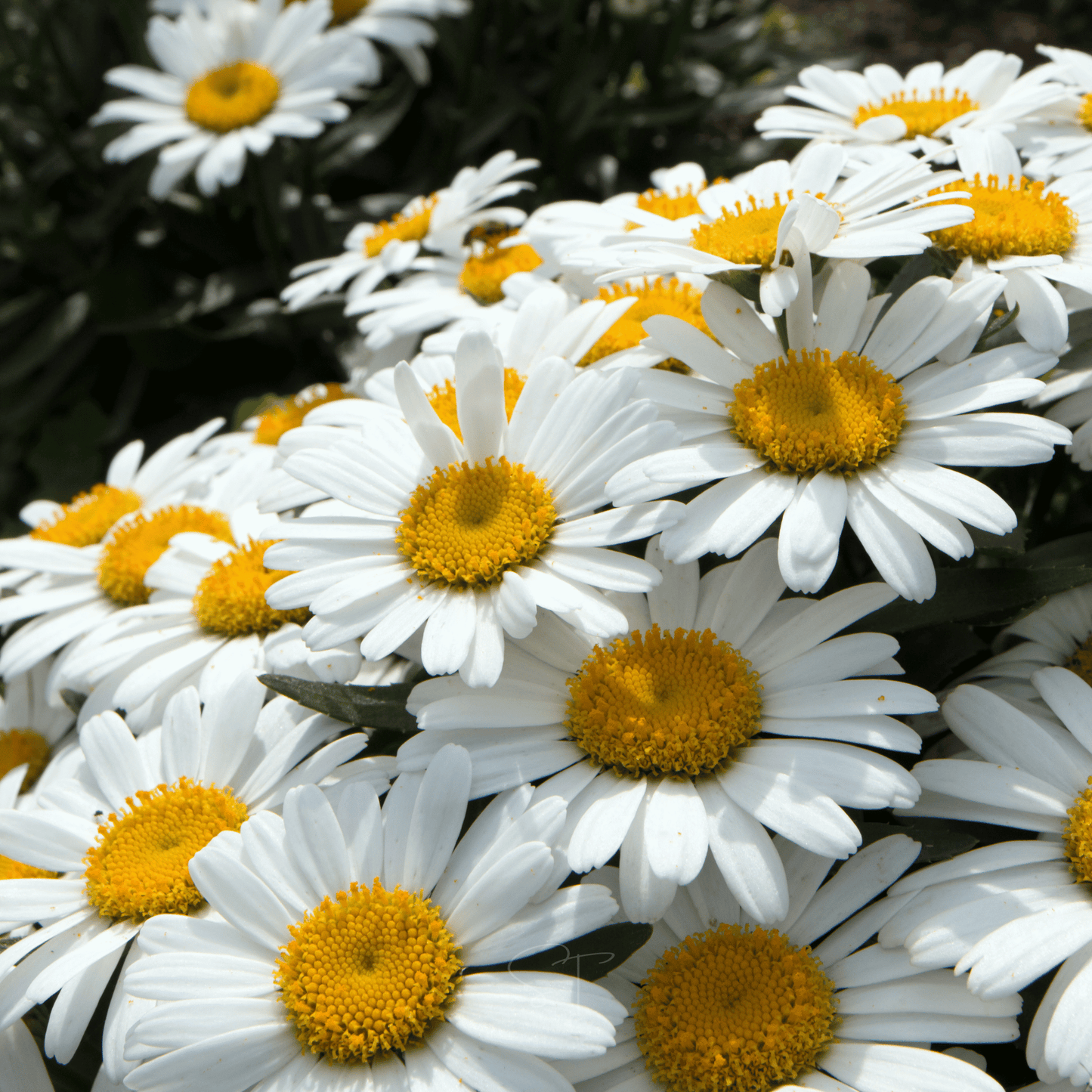 Alaska Shasta Daisy Seeds – Perennial White Flowers with Yellow Centers – Heirloom Chrysanthemum maximum – 100 Seeds