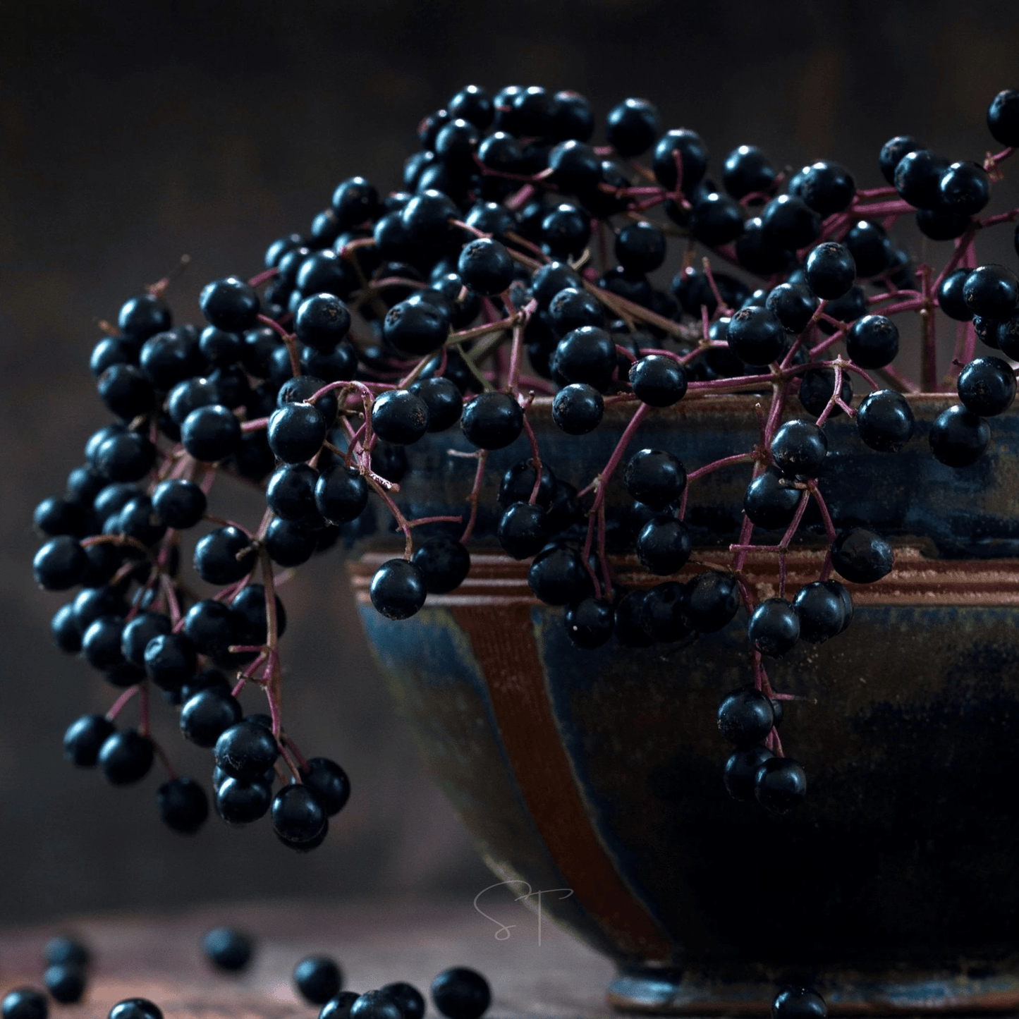 American Black Elderberry Seeds – 50 Heirloom Non-GMO Sambucus canadensis for Pollinators & Wildlife