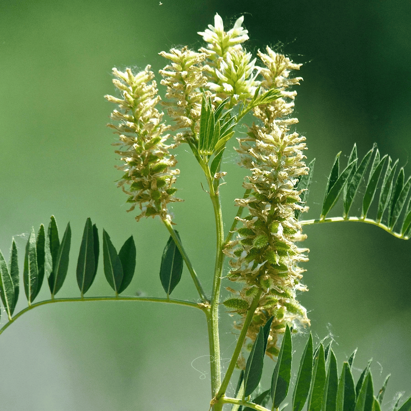 American Wild Licorice Seeds – Native Perennial Plant for Prairie Gardens, Glycyrrhiza lepidota, 40 Seeds