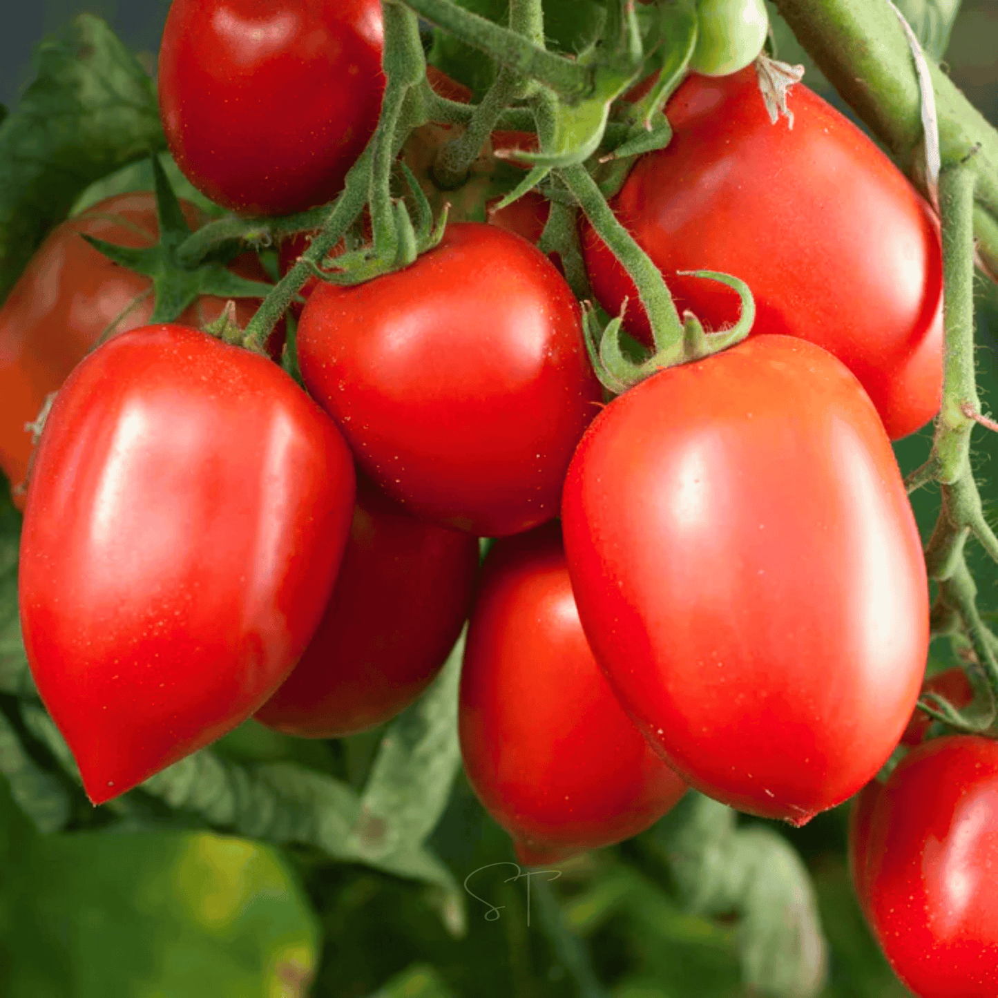 Amish Paste Tomato Seeds – Heirloom, Indeterminate, Canning & Sauce, Solanum lycopersicum, 30 Seeds