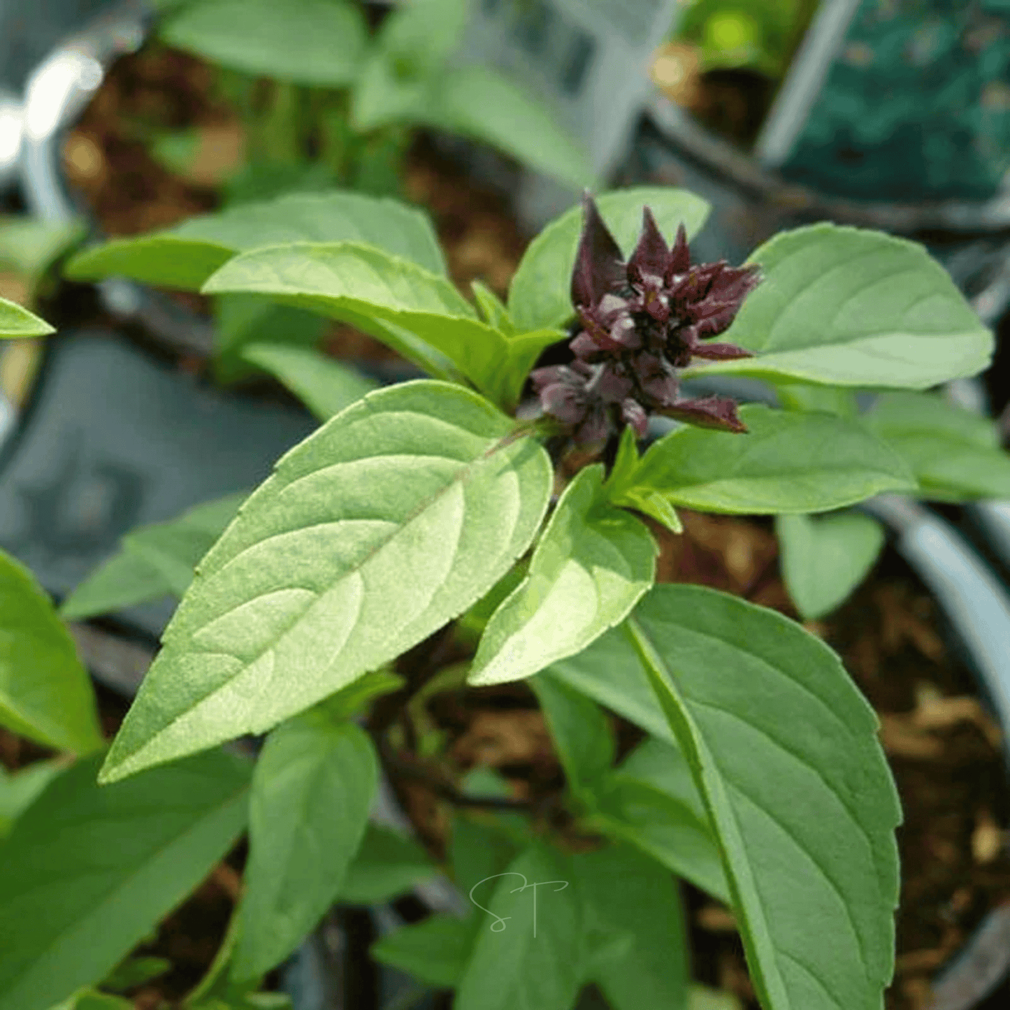 Anise Basil Seeds 250 Count Heirloom Herb Ocimum basilicum Fragrant Purple Stems