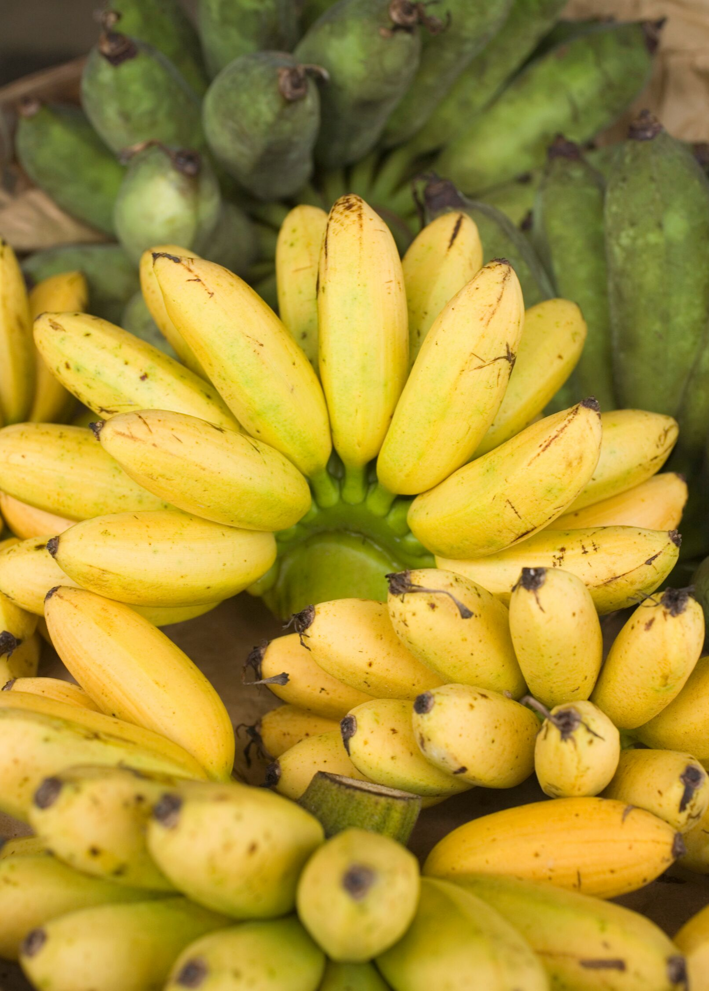 Banana 'Manzano' Apple Banana Plant, Sweet Fruit, Musa acuminata, Small Size, Cold Hardy, Seedless, Perfect for Snacks & Smoothies