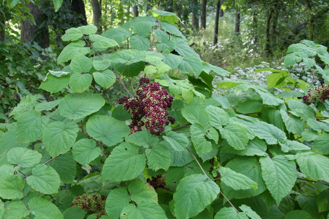 American Spikenard Seeds - Native Woodland Perennial for Pollinator Gardens | Aralia racemosa