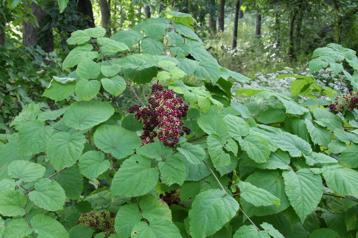 Aralia racemosa Seeds – American Spikenard Native Woodland Perennial, Medicinal & Pollinator Friendly, 50 Seeds