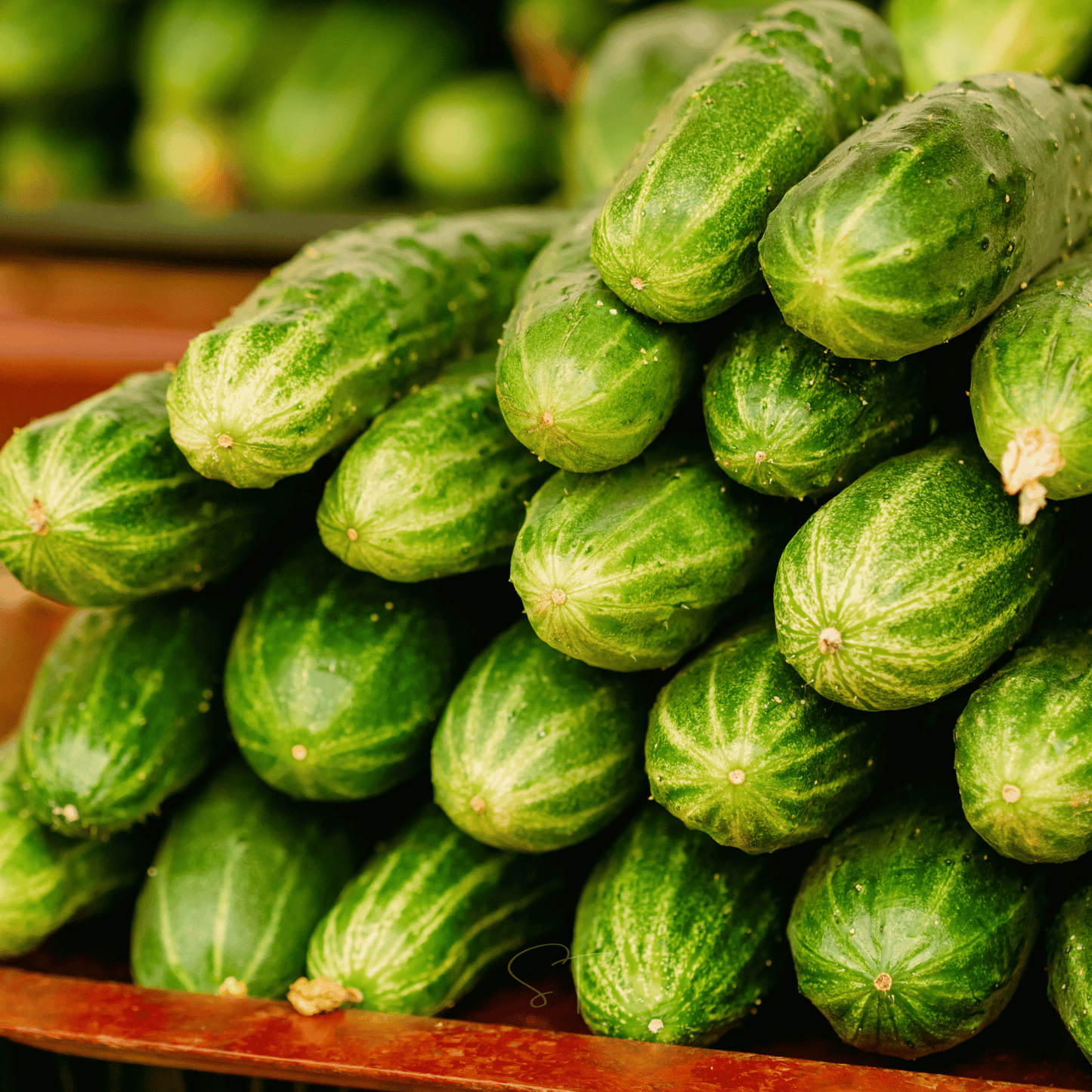 Ashley Cucumber Seeds – Heirloom, Heat-Resistant, Disease-Resistant, 30 Seeds, Cucumis sativus