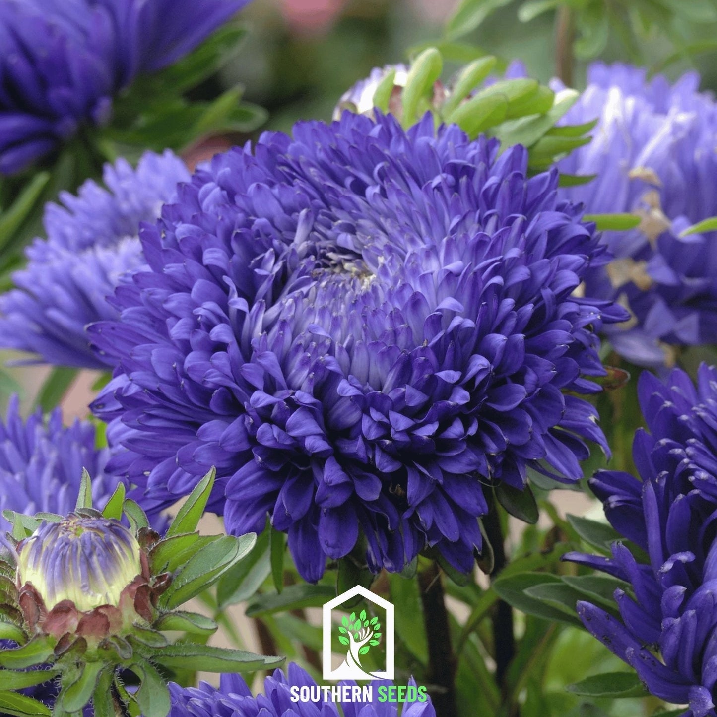 Dark Blue Aster Seeds – Paeony Duchess Callistephus chinensis, Heirloom, 50 Seeds