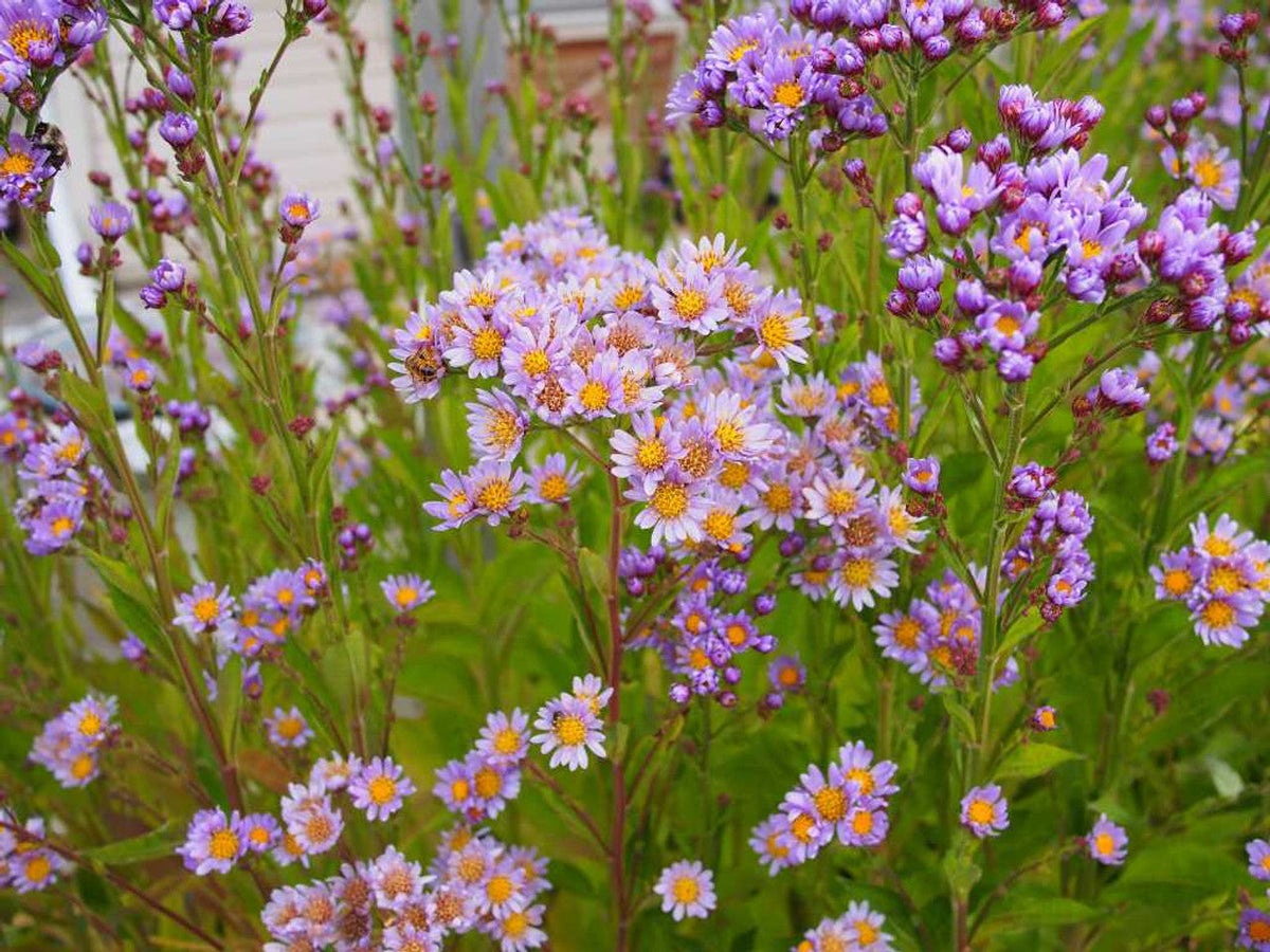 6 Tatarian Aster Plants or Roots – Hardy Perennial with Lavender Blooms for Fall or Spring Planting