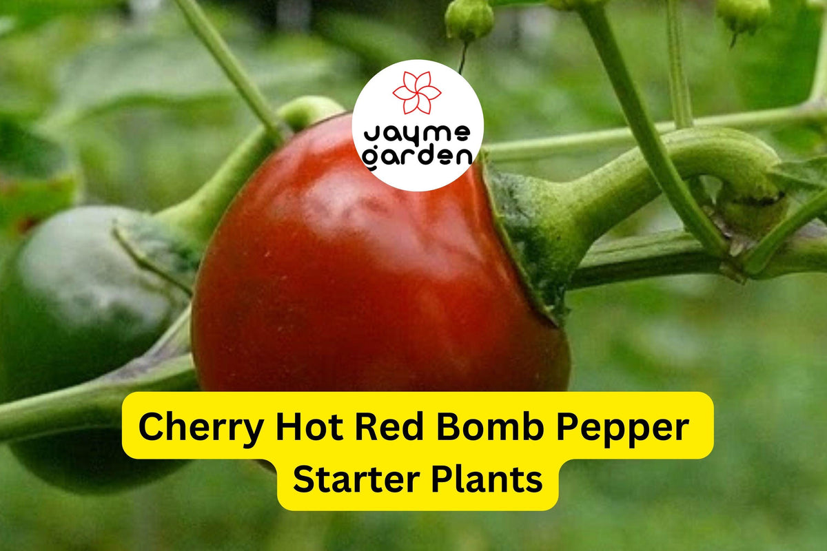 3 Cherry Hot Red Pepper Starter Plants - Capsicum annuum - Mild to Medium Heat, High Yield, Ideal for Gardens & Containers