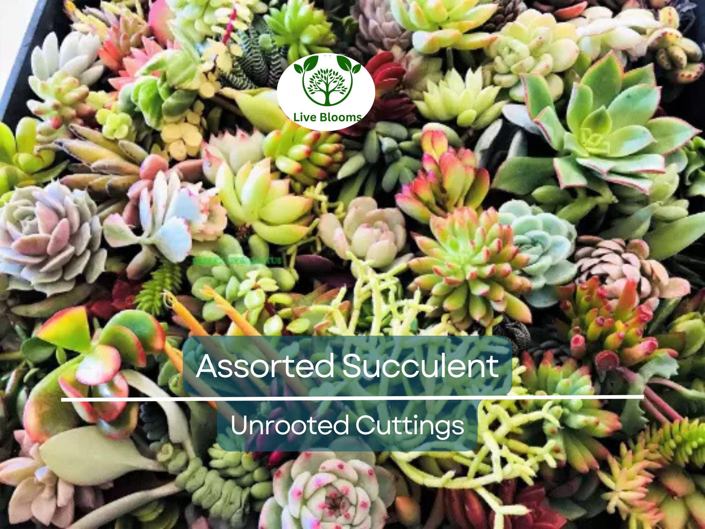 20 Assorted Succulent Unrooted Cuttings - 18 Varieties for Easy Indoor & Outdoor Propagation