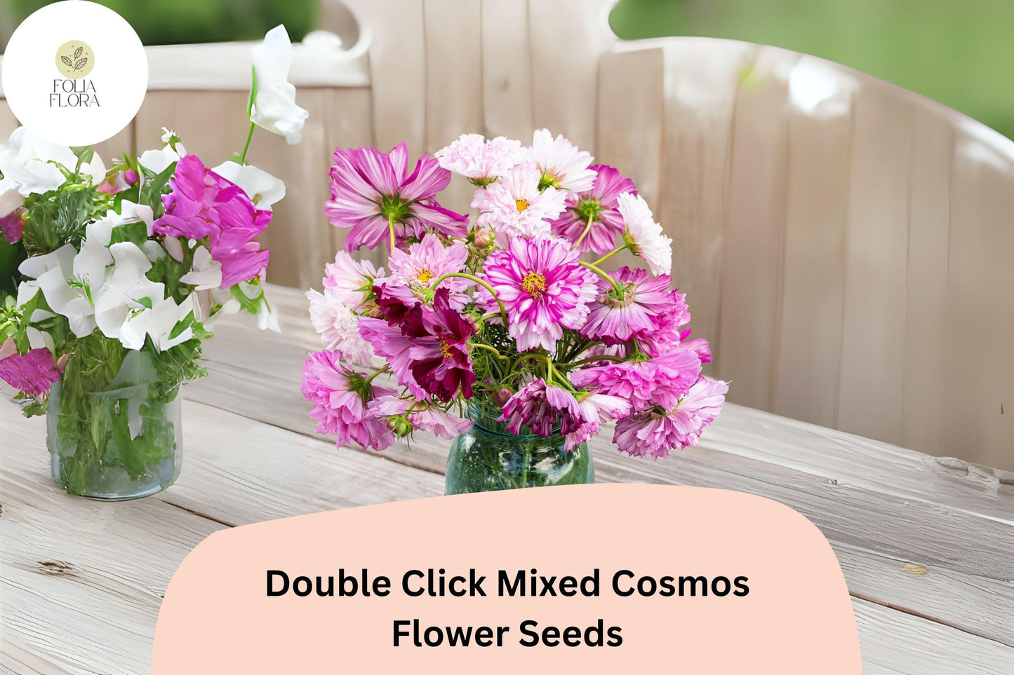 200+ Double Click Mixed Cosmos Seeds | Vibrant Double-Petaled Cosmos Bipinnatus for Cut Flowers & Pollinator Gardens