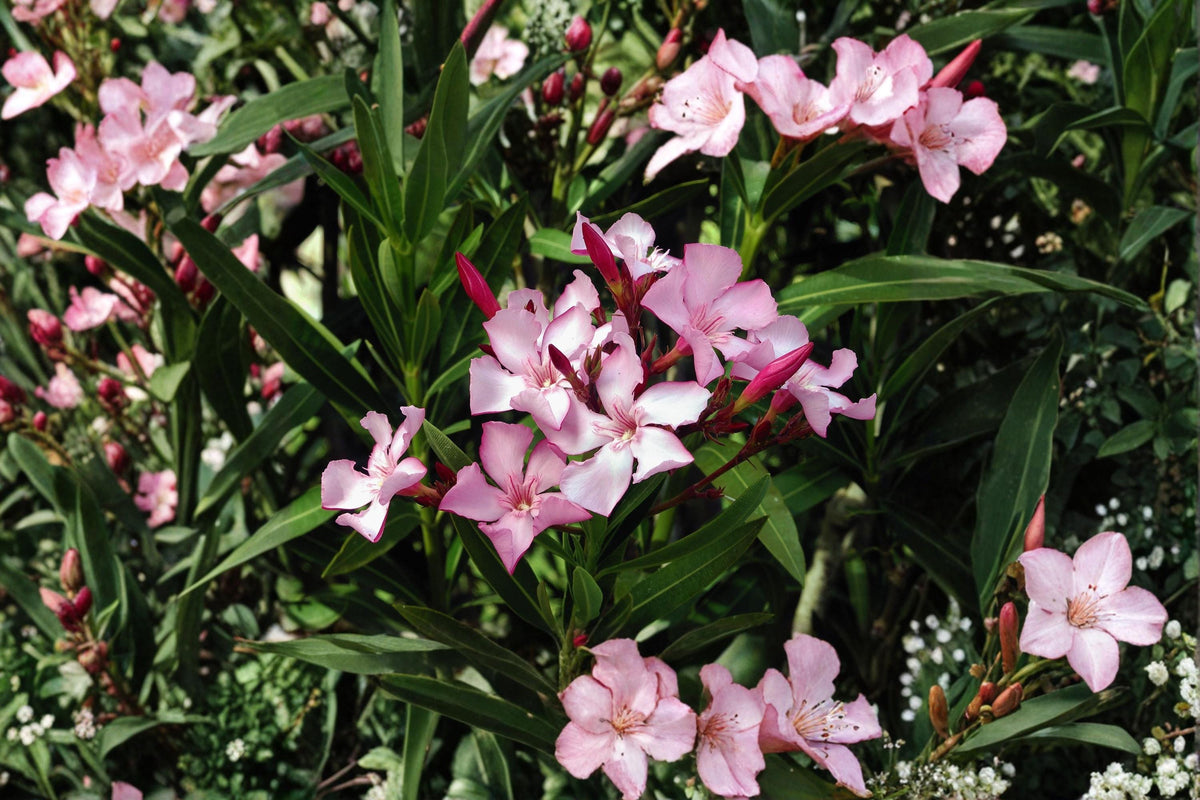 Oleander Seeds - 75 Count - Drought-Tolerant Ornamental Shrub - Nerium oleander - Evergreen Flowering Plant for Gardens