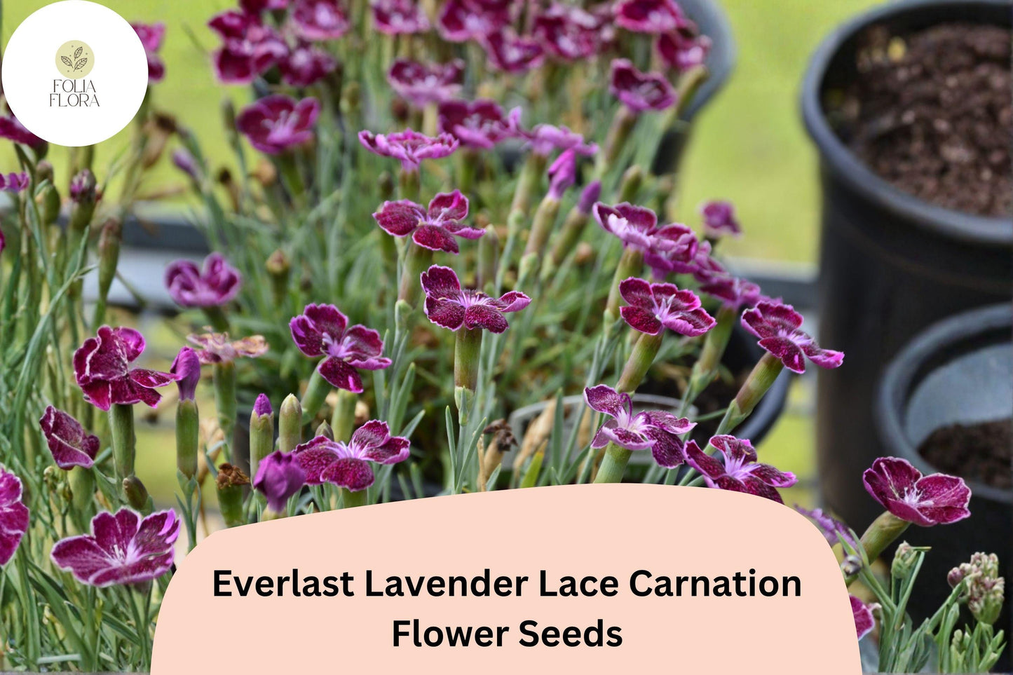 200+ Everlast Lavender Lace Carnation Seeds - Fragrant Lavender Purple Blooms for Garden Beds & Borders