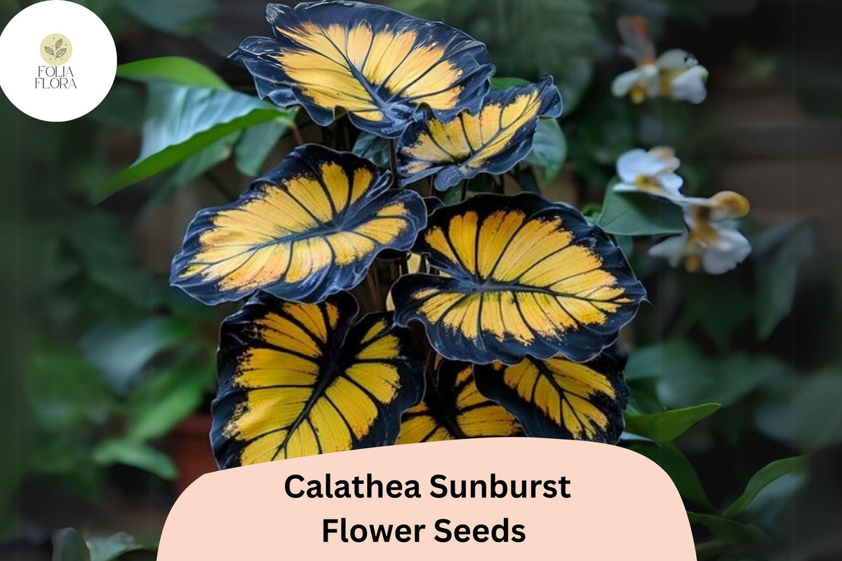 Sunburst Calathea Seeds - 25+ Seeds - Tropical Foliage - Calathea sp. - Green & Yellow Variegated Leaves - Air-Purifying Plant