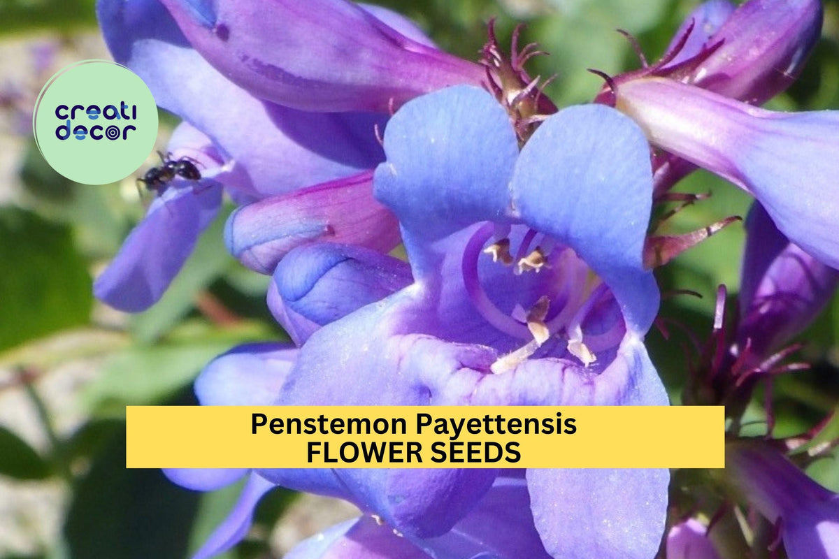 Penstemon Seeds - 3pcs 100mg Payette Penstemon - Blue Wildflower for Pollinator Gardens, Rock Slopes - Penstemon payettensis