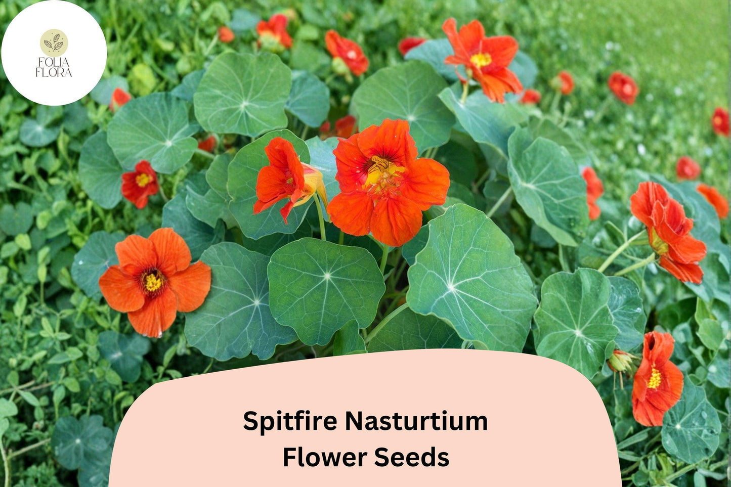 50+ Spitfire Nasturtium Seeds | Tropaeolum majus | Fiery Red-Orange Trailing Annual Flowers