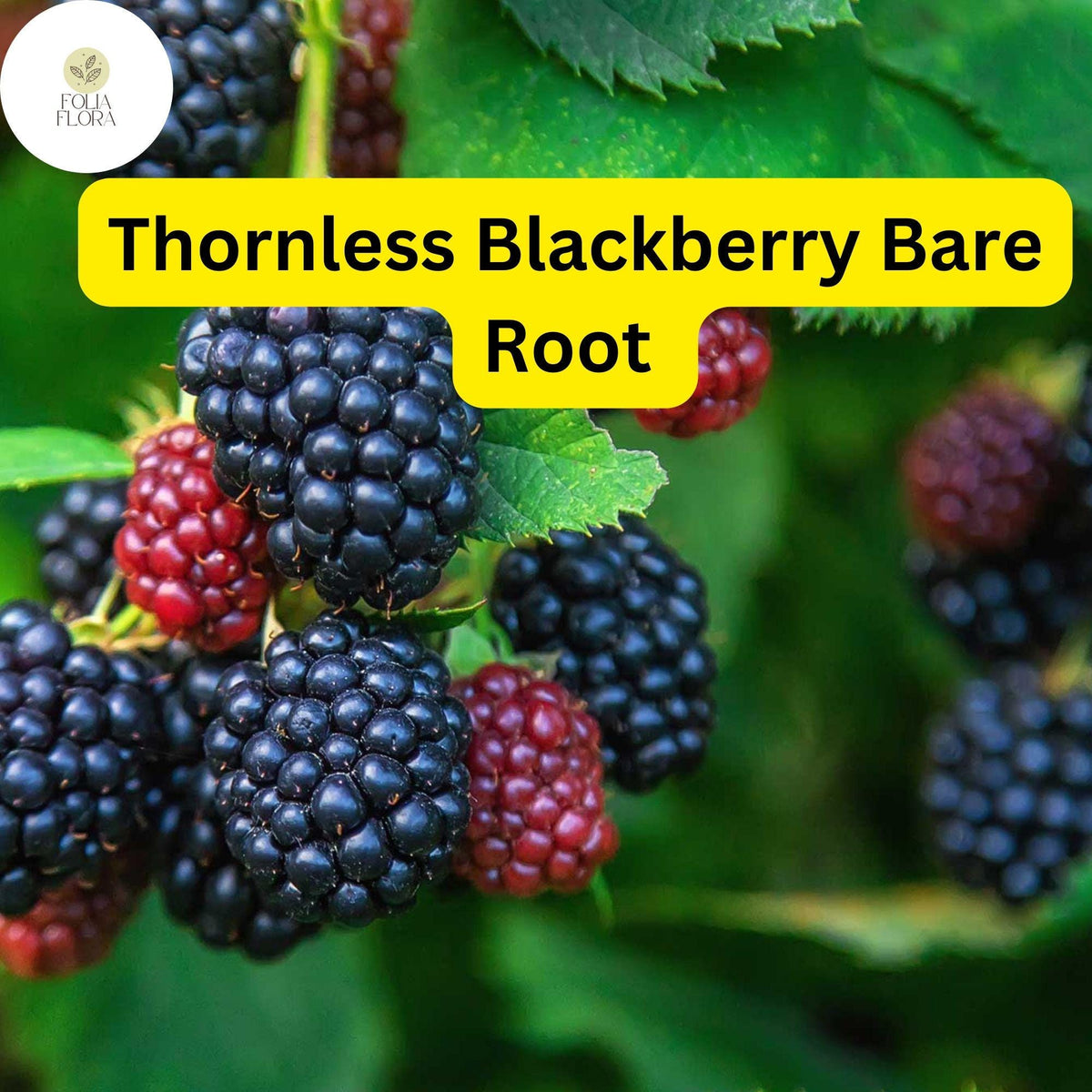 5 Bare Root Triple Crown Thornless Blackberry Plants, Rubus fruticosus, Sweet Juicy Fruit, Easy-to-Grow, High Yield