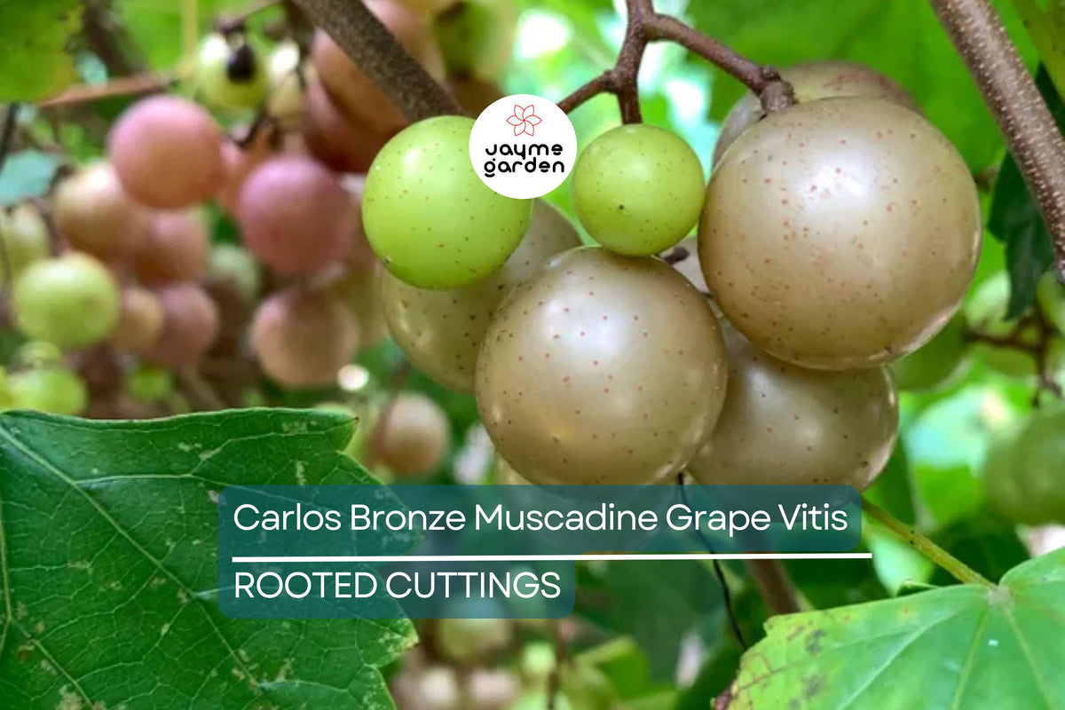 Live Carlos Bronze Muscadine Grape Plant | 4-8” Edible Vine | Vitis spp. | Self-Fertile, Cold Hardy, Wine & Juice Production