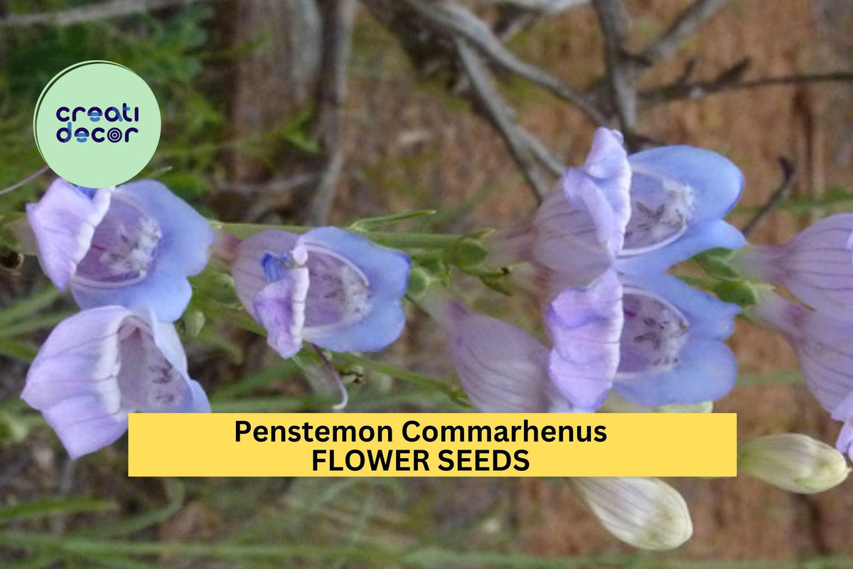 100mg Penstemon commarhenus Seeds - Dusky Beardtongue - Lavender Violet Flowers for Dry Native Gardens & Pollinator Borders
