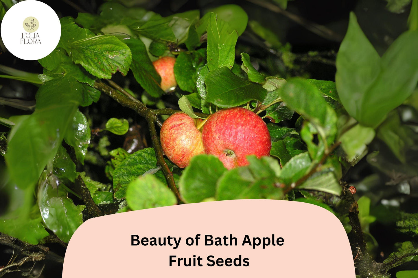 25+ Beauty of Bath Apple Seeds | Early Heirloom English Apple Tree | Sweet Juicy Fruit Seeds for Planting