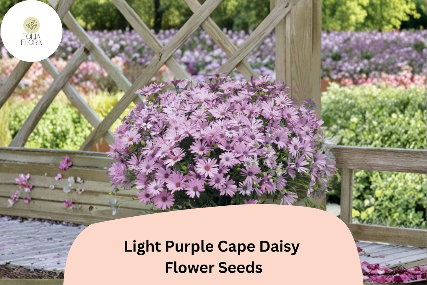200+ Light Purple Cape Daisy Seeds | Vibrant African Daisy | Long Blooming Garden Flower