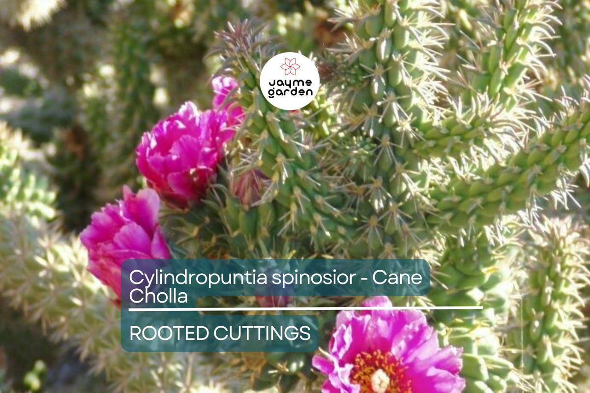 Cane Cholla Cactus Cutting | Rooted Cylindropuntia spinosior | Hardy, Drought-Tolerant | White Spines & Pink Flowers