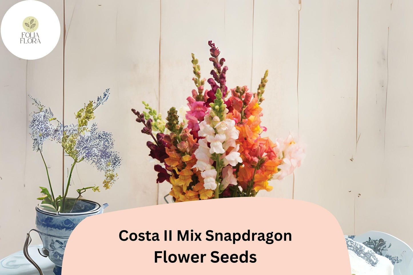 Costa II Mix Snapdragon Seeds - 1000+ Vibrant Mixed Color Antirrhinum majus for Gardens & Cut Flowers