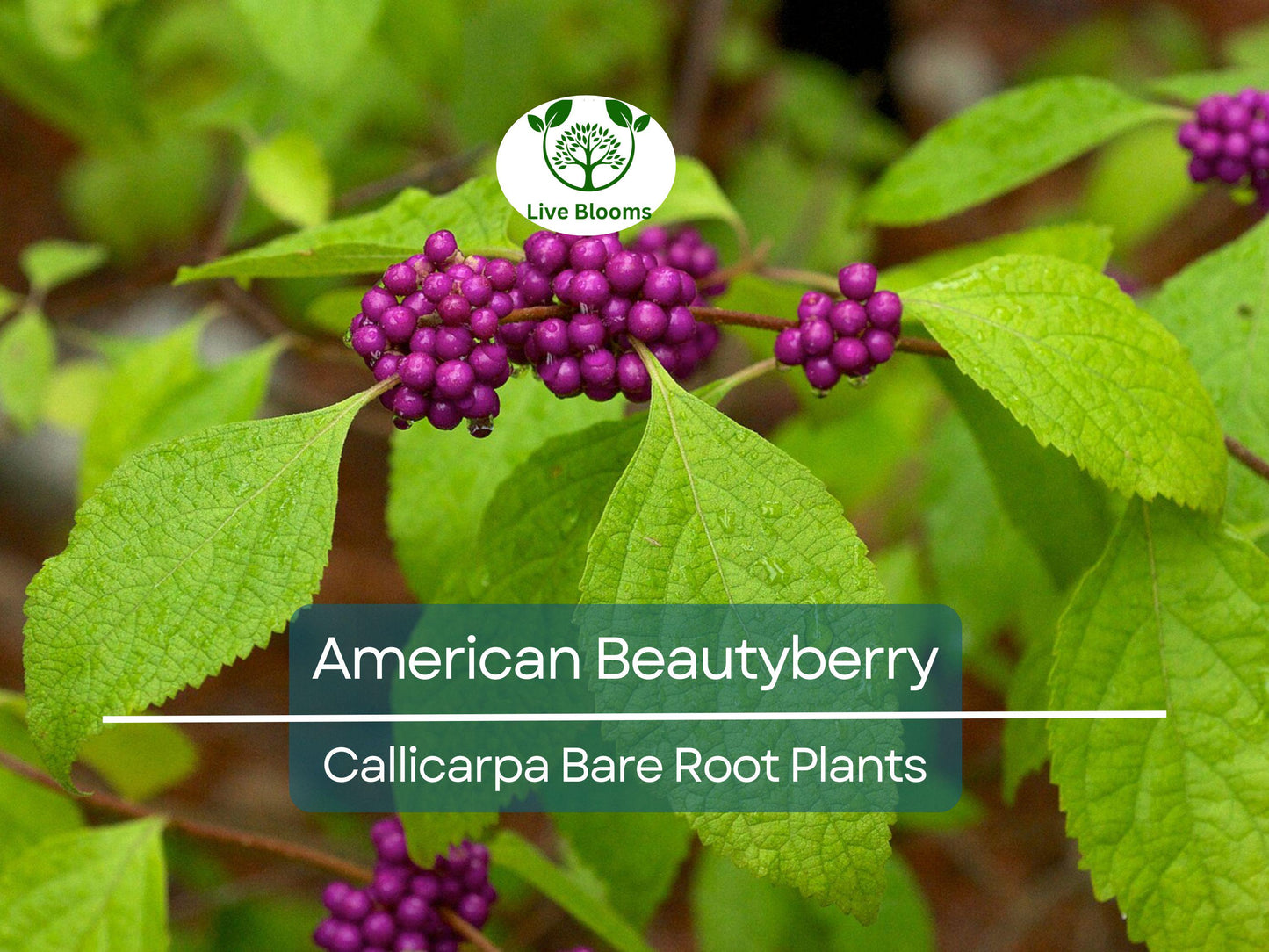 American Beautyberry Live Bare Root Plant – Callicarpa americana Native Shrub with Edible Purple Berries
