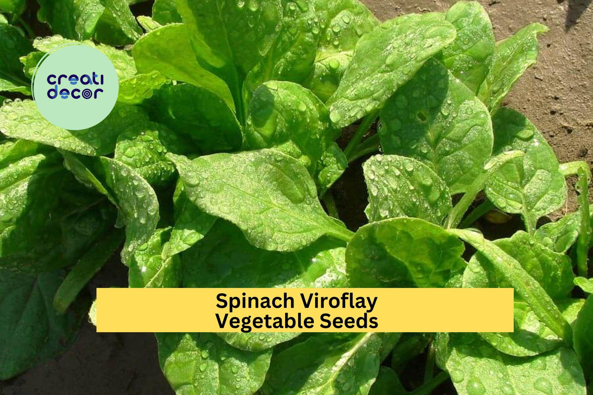 Viroflay Spinach Seeds 1g - Giant Heirloom Variety, Tender Leaves, Fast Growing - Spinacia oleracea - 3pcs for Garden Planting