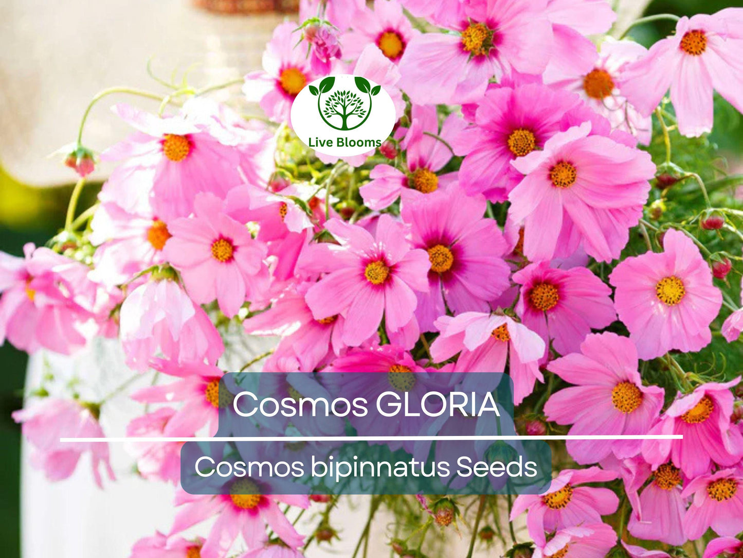 200 Seeds Cosmos GLORIA - Tall 3-5’ Flowering Plants with Huge Magenta-Centered Blooms, Non-GMO, Pollinator Friendly