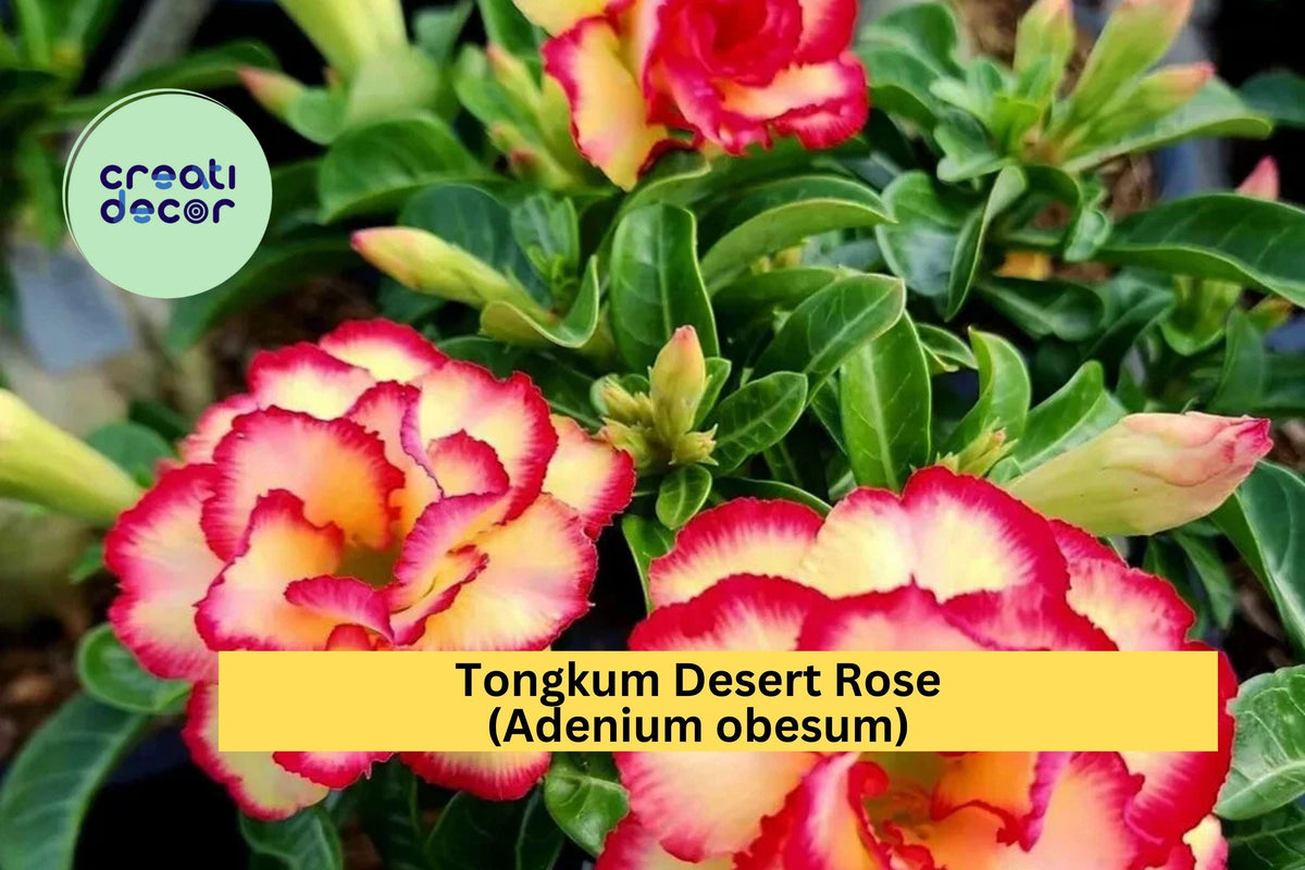 Tongkum Desert Rose Seedling | 4–6 Inch Live Plant | Adenium obesum | Tropical Succulent with Bright Blooms