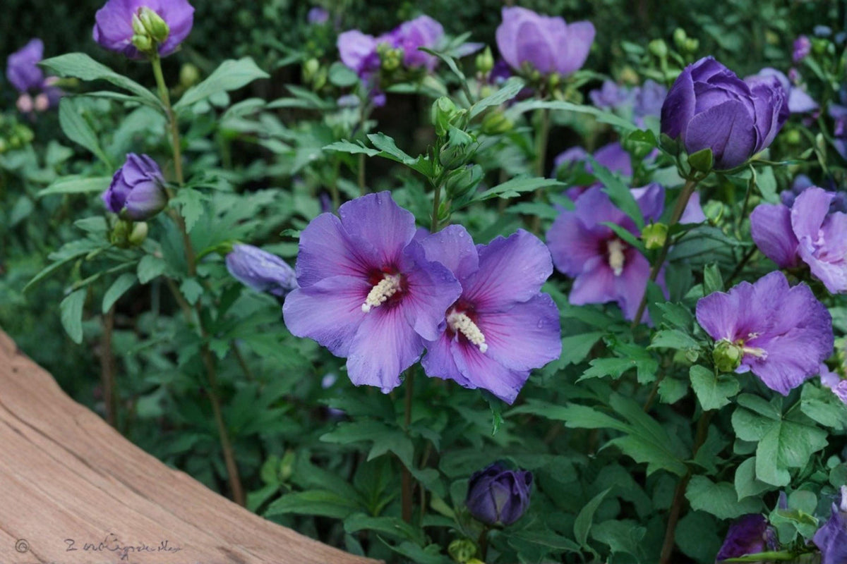 Rose of Sharon Seeds - 10 Seeds - Hardy Flowering Shrub - Hibiscus syriacus - Ornamental Garden Plant for Pollinators