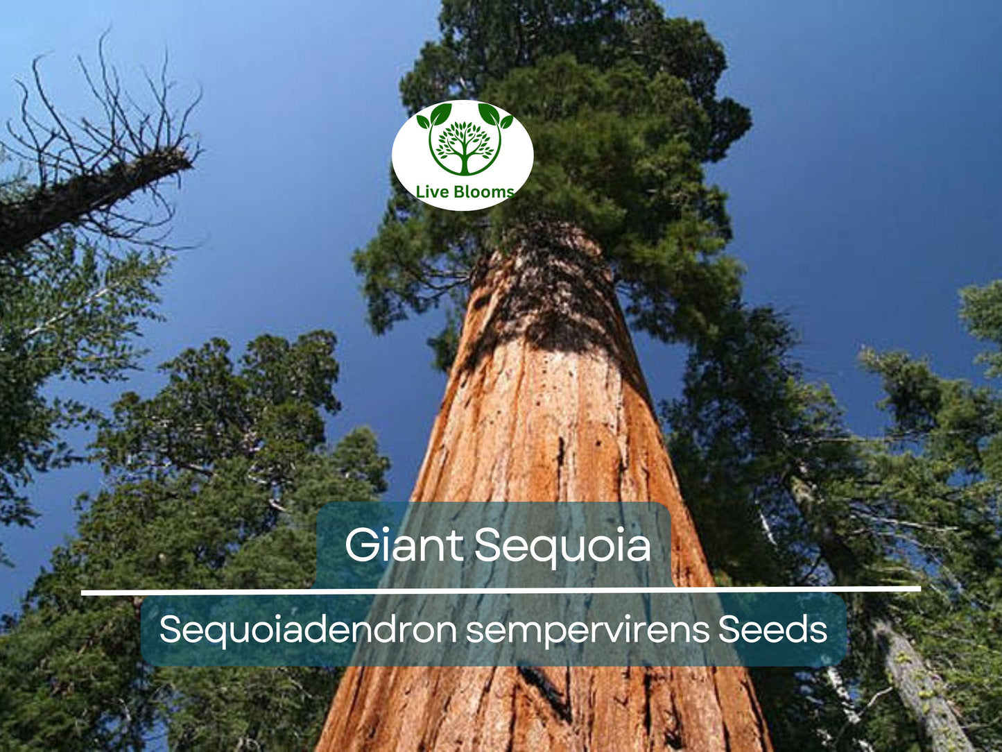 40 Giant Sequoia California Redwood Seeds - Fast Growing Majestic Trees