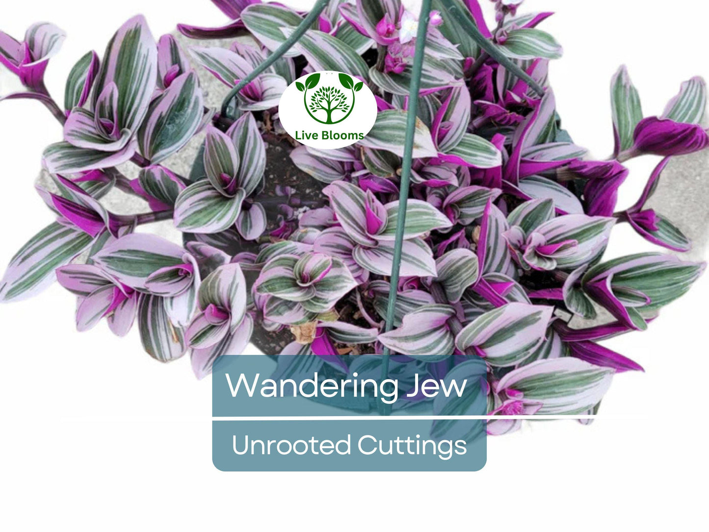 9 Tradescantia Zebrina Wandering Jew Unrooted Cuttings - Easy Indoor Propagation, Purple & Green Foliage