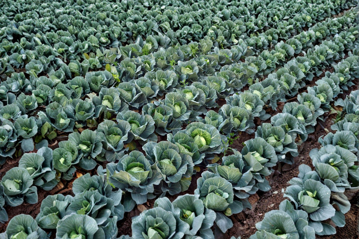Golden Acre Cabbage Seeds - 250 Heirloom Seeds, Early Maturing, Sweet & Crisp, Brassica oleracea var. capitata
