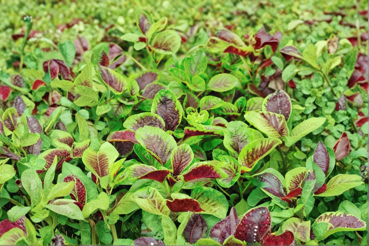 Edible Amaranth Seeds – 500 Count Red Stripe Leaf/Red Beauty Tricolor – Amaranthus tricolor – Fast Growing Heirloom Vegetable