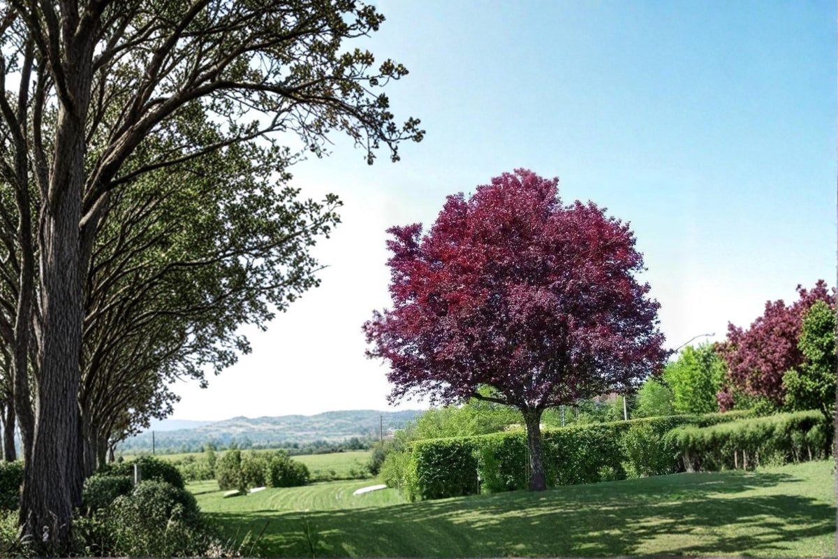 Cistena Plum Live Plants 2ft Tall Purple Leaf Plum Tree Prunus cerasifera, Ornamental Tree for Gardens and Landscapes