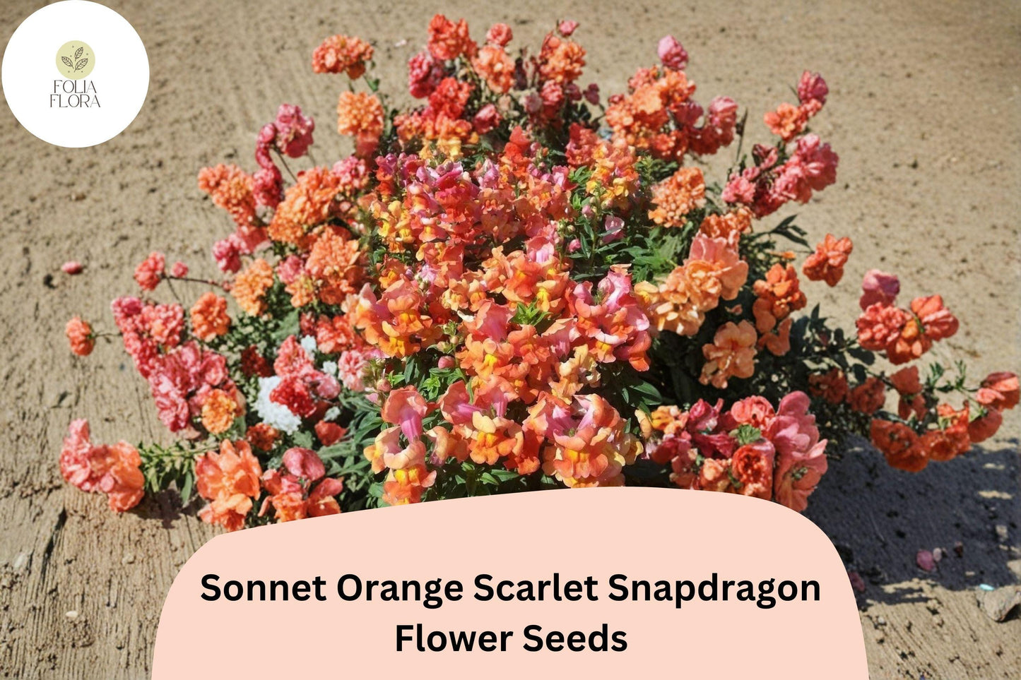1000+ Sonnet Orange Scarlet Snapdragon Seeds | Bright Orange-Red Antirrhinum majus for Gardens