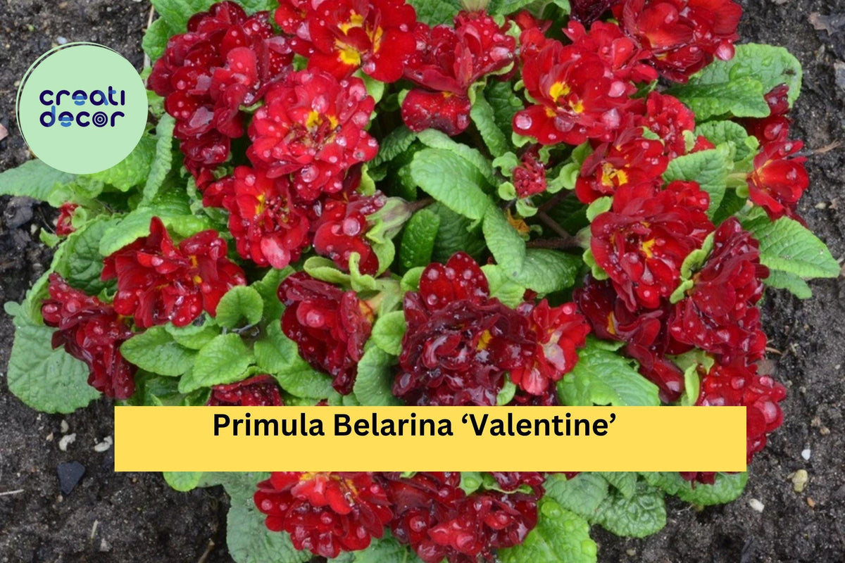 Double Red Primrose Plant - 5.25” Potted Primula Belarina ‘Valentine’ - Early Spring Perennial for Garden or Patio