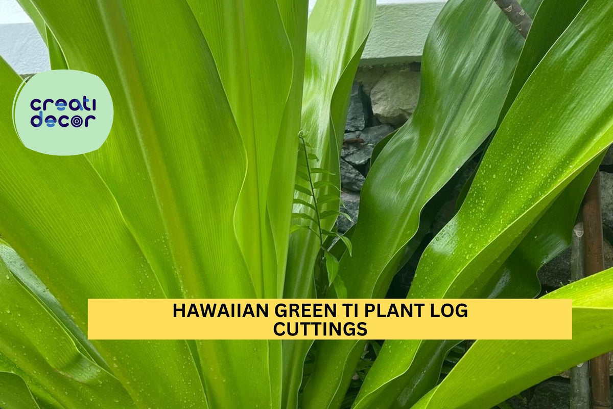 Hawaiian Green Ti Plant Cuttings | 2 Unrooted Logs | Cordyline Fruticosa | Tropical Foliage Starter Stems