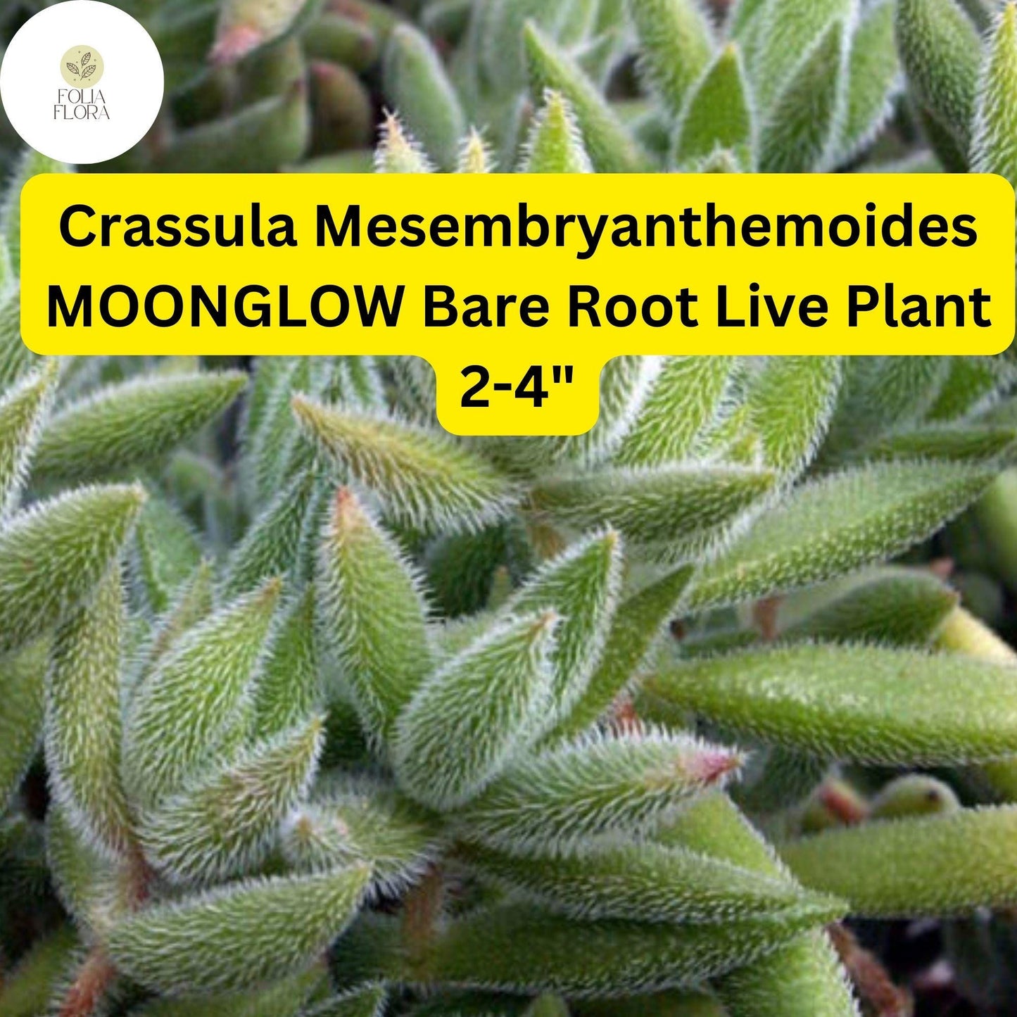 Crassula Mesembryanthemoides ‘Moonglow’ - Rare 2-4" Bare Root Succulent with Fuzzy Silvery Leaves