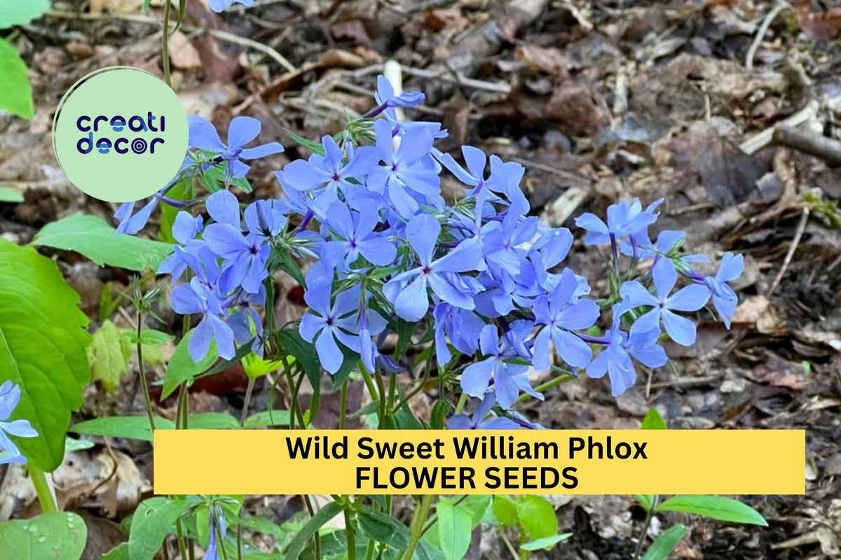 Wild Sweet William Phlox Seeds - 100+ Lavender-Purple Blooms - Shade-Tolerant Perennial (Phlox divaricata) for Pollinator Gardens