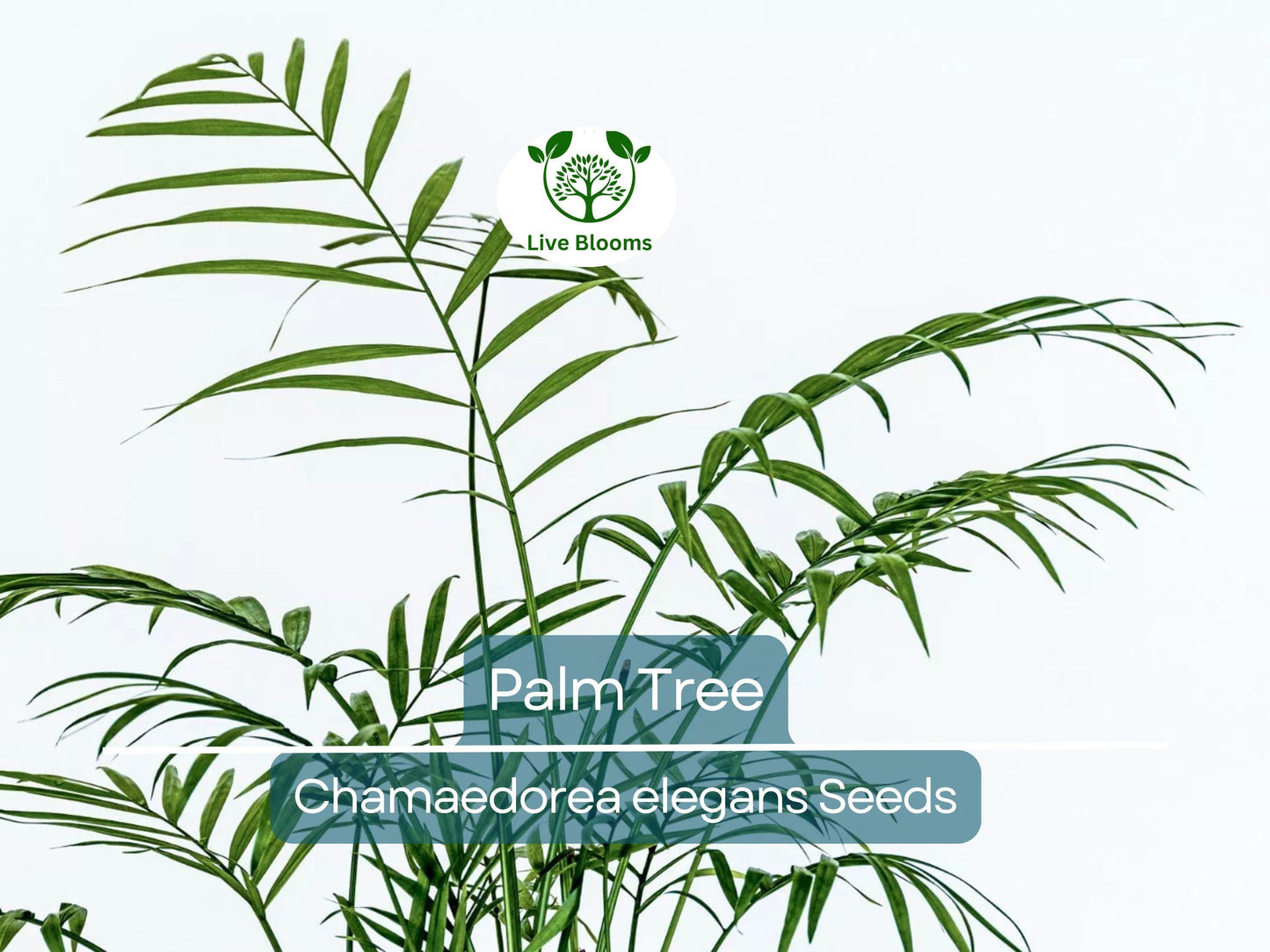15 Indoor Palm Tree Seeds | Chamaedorea Parlour Palm, Low-Light, Easy Care, Non-GMO Houseplant Seeds