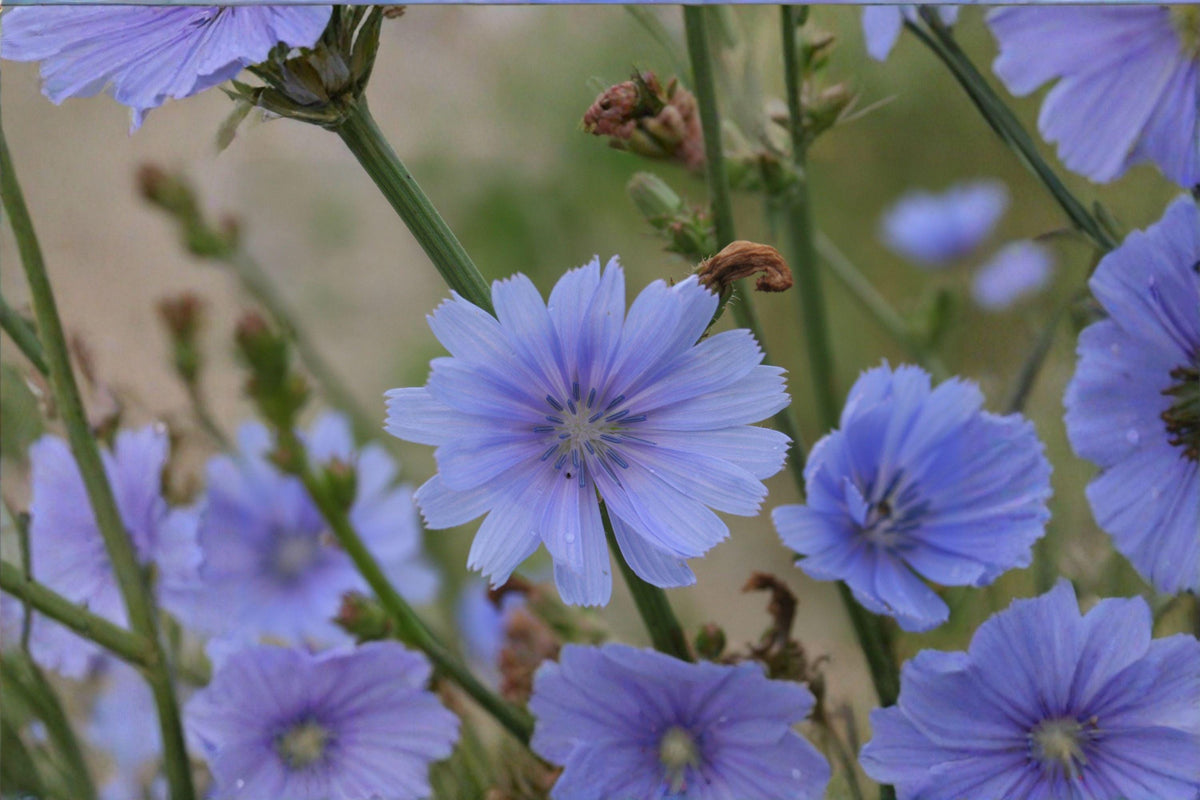 Blue Chicory Seeds - 100 Non-GMO Cichorium intybus - Pollinator Friendly Edible Wildflower - Hardy Drought-Tolerant Perennial