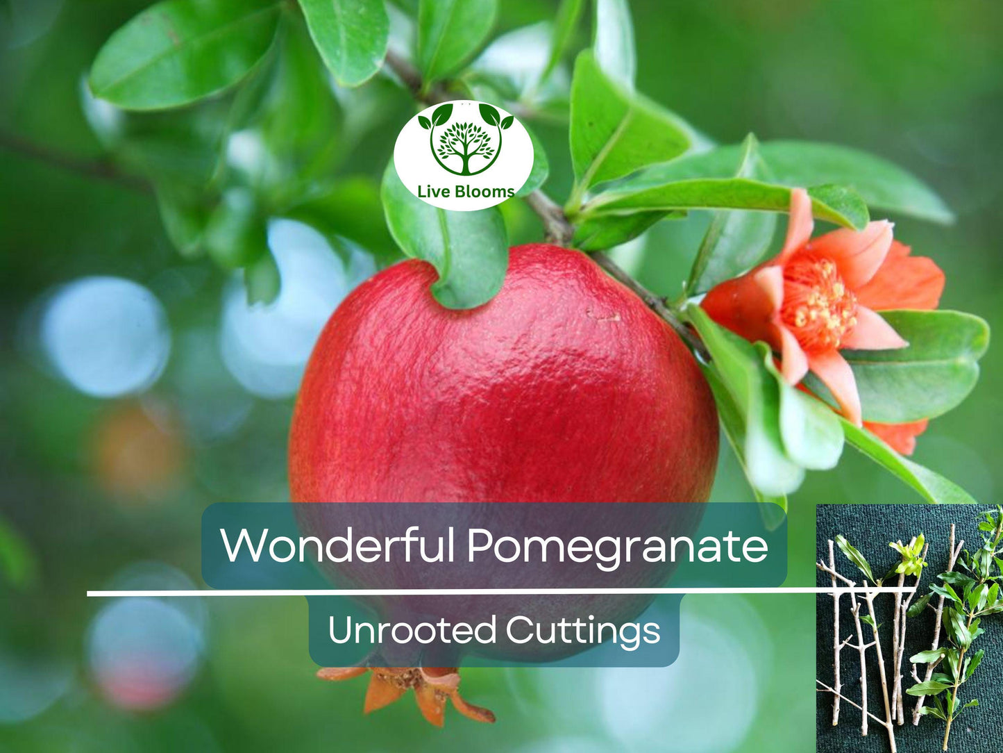 8 Pcs Organic Pomegranate Unrooted Cuttings 9" Long - Grow Your Own Punica Granatum Trees