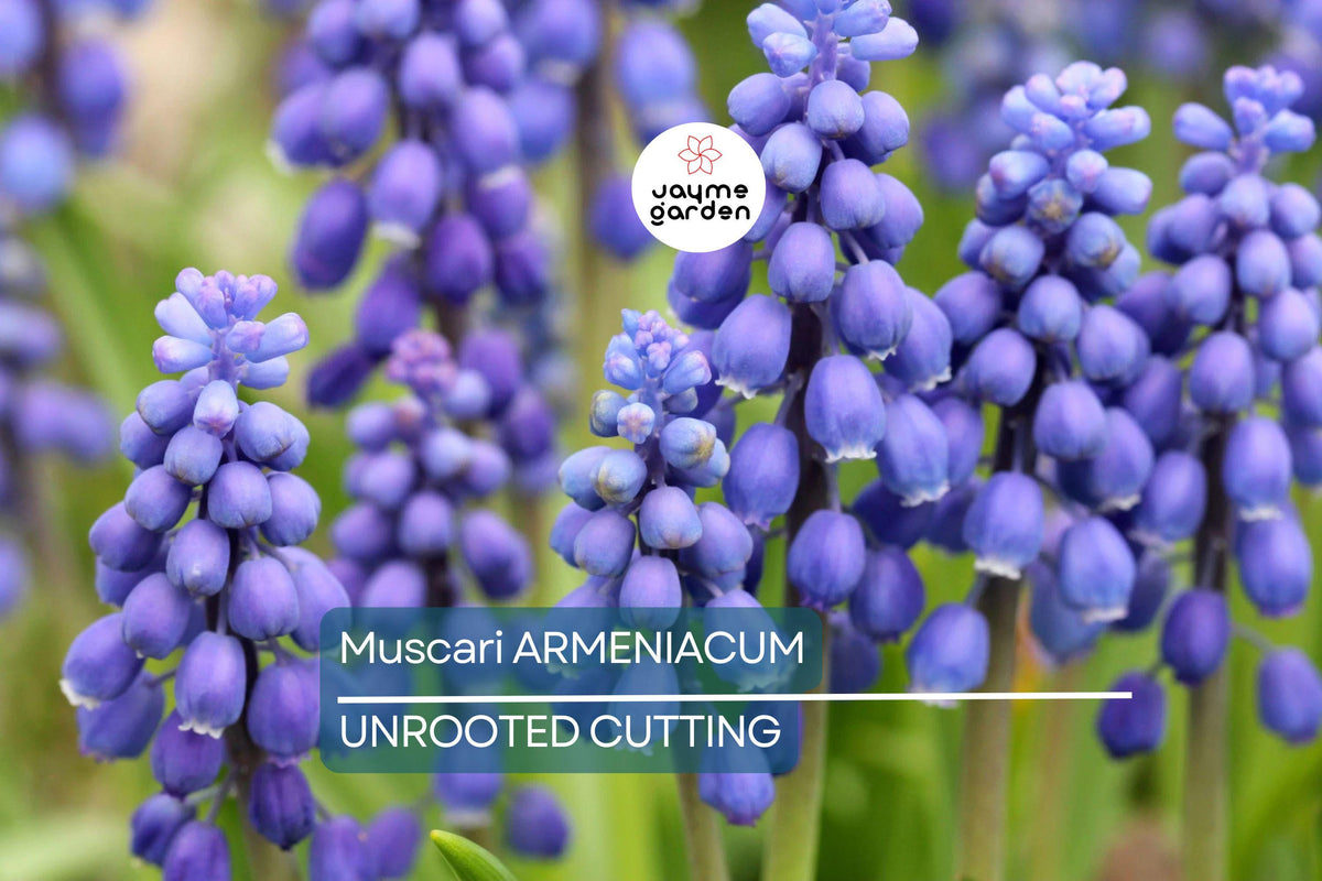 Muscari Armeniacum Bulbs - Blue Grape Hyacinth, Deer Resistant, Award-Winning, Spring Blooms, Ideal for Borders & Rock Gardens