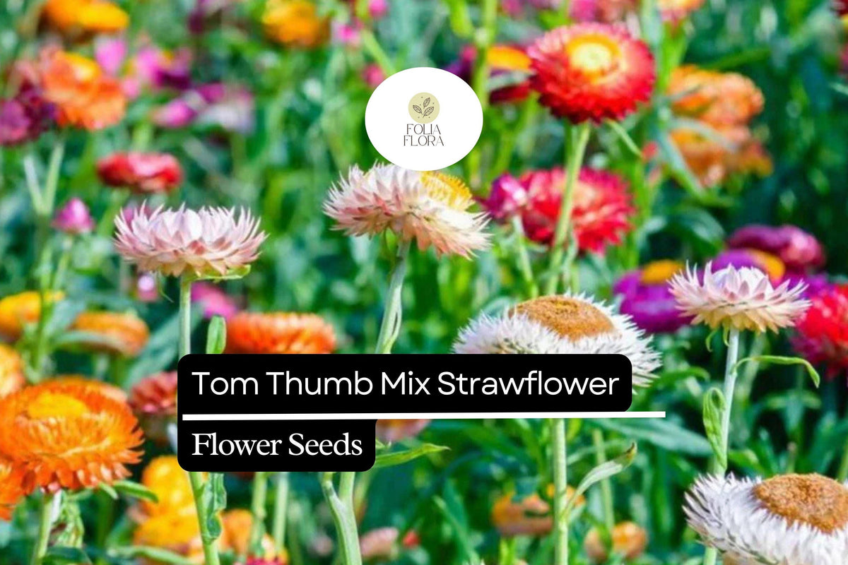 Tom Thumb Mix Strawflower Seeds - 150 Seeds, Dwarf Variety, Everlasting Blooms, Helichrysum bracteatum, Pollinator Friendly